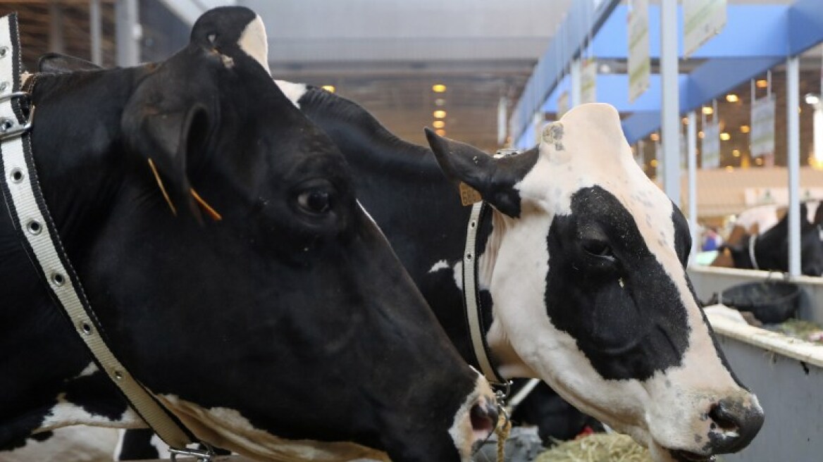 Τούρκοι εκτροφείς βοοειδών «απελαύνουν»... ολλανδικές αγελάδες