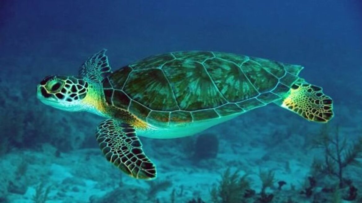 Αναζητούνται οι δράστες που αποκεφάλισαν δέκα θαλάσσιες χελώνες στην Νάξο 