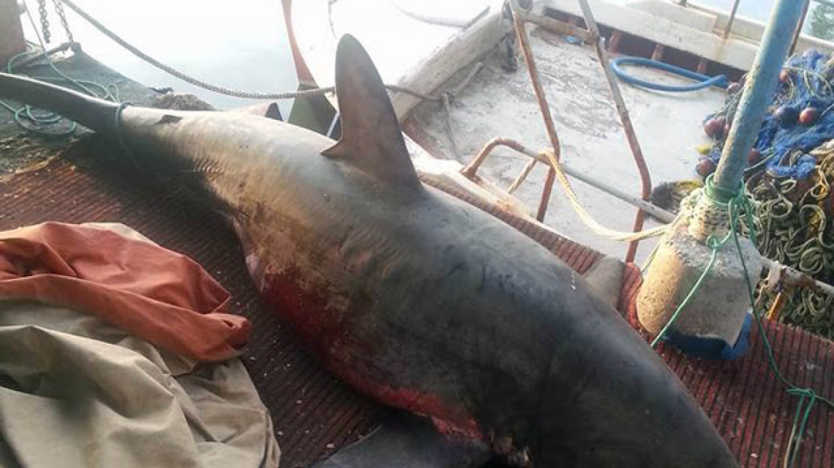Στη Νέα Κίο ψάρεψαν καρχαρία 4 μέτρων