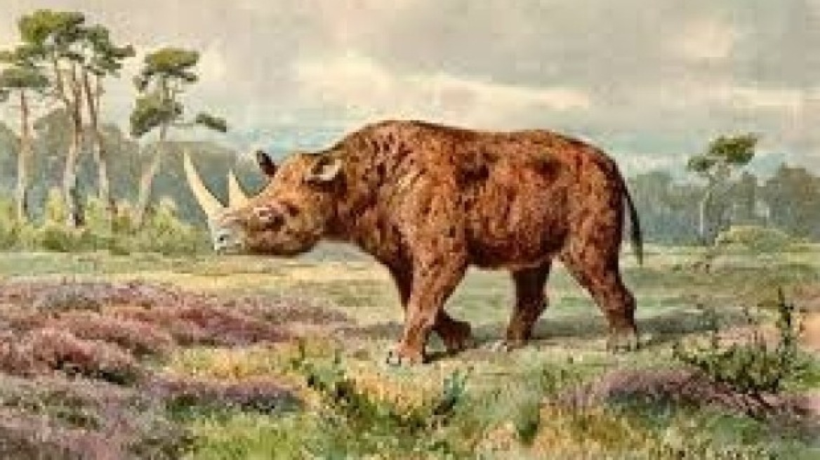 Τριχωτούς ρινόκερους έτρωγαν οι Νεάντερταλ στο Βέλγιο 50.000 χρόνια πριν