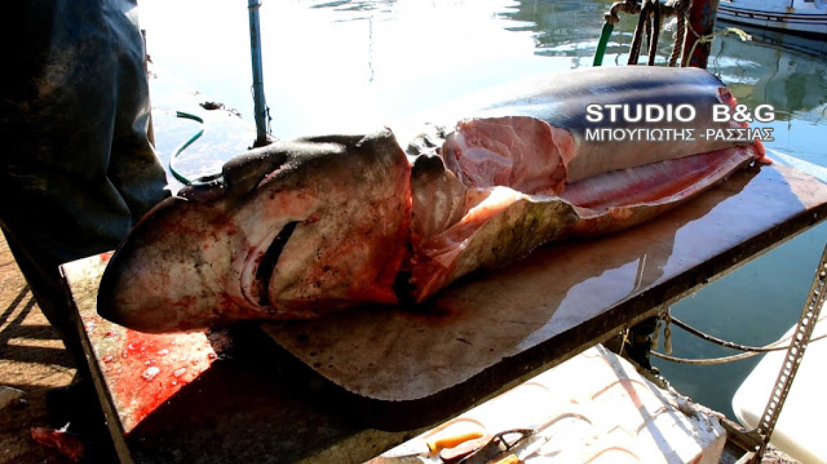 Αργολίδα: Δεύτερος καρχαρίας στην Νέα Κίο μέσα σε δύο μέρες
