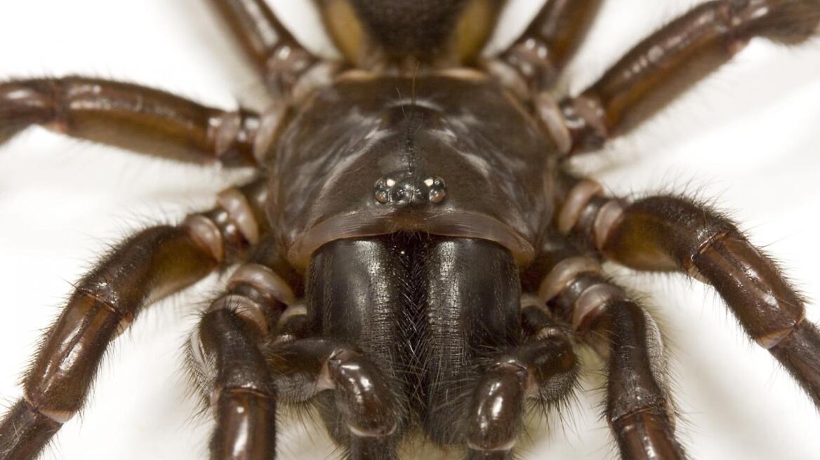 «Αντίδοτο» στο εγκεφαλικό το δηλητήριο θανατηφόρας αράχνης
