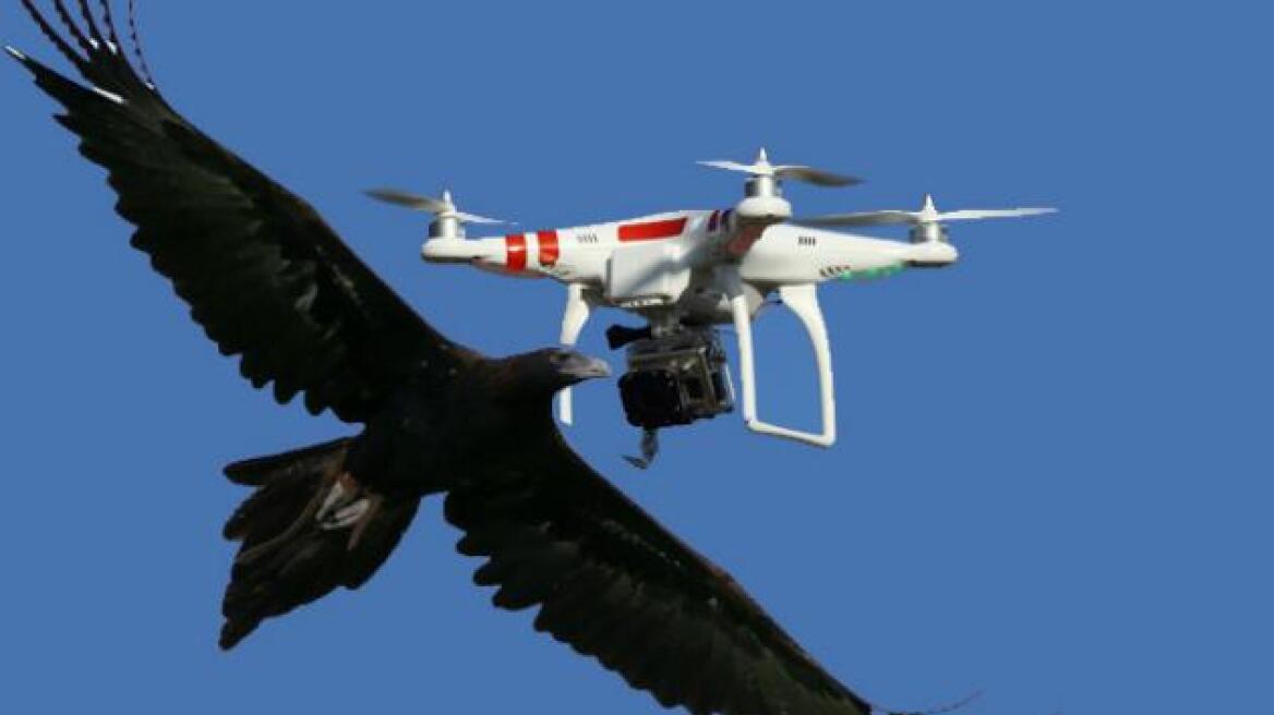 Top animals vs drones compilation (VIDEO)