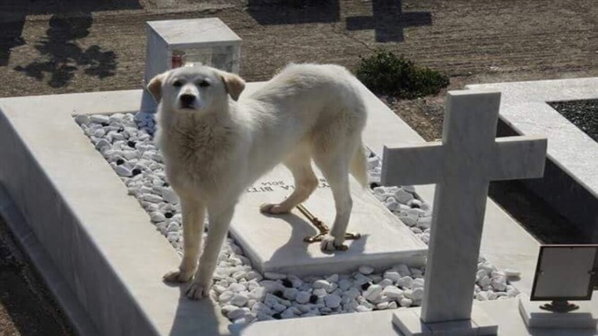 «Χάτσικο» στην Άρτα: Σκυλίτσα περιμένει επί δύο μήνες στον τάφο του αφεντικού της
