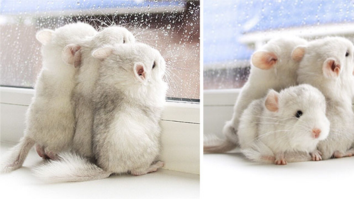 Super-cute baby Chinchillas you won’t believe are real! (PHOTOS)