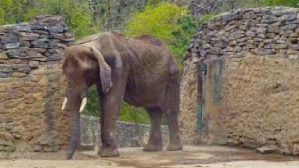 Σοκαριστική φωτογραφία ελέφαντα από τον ζωολογικό κήπο - «κόλαση» στην Βενεζουέλα