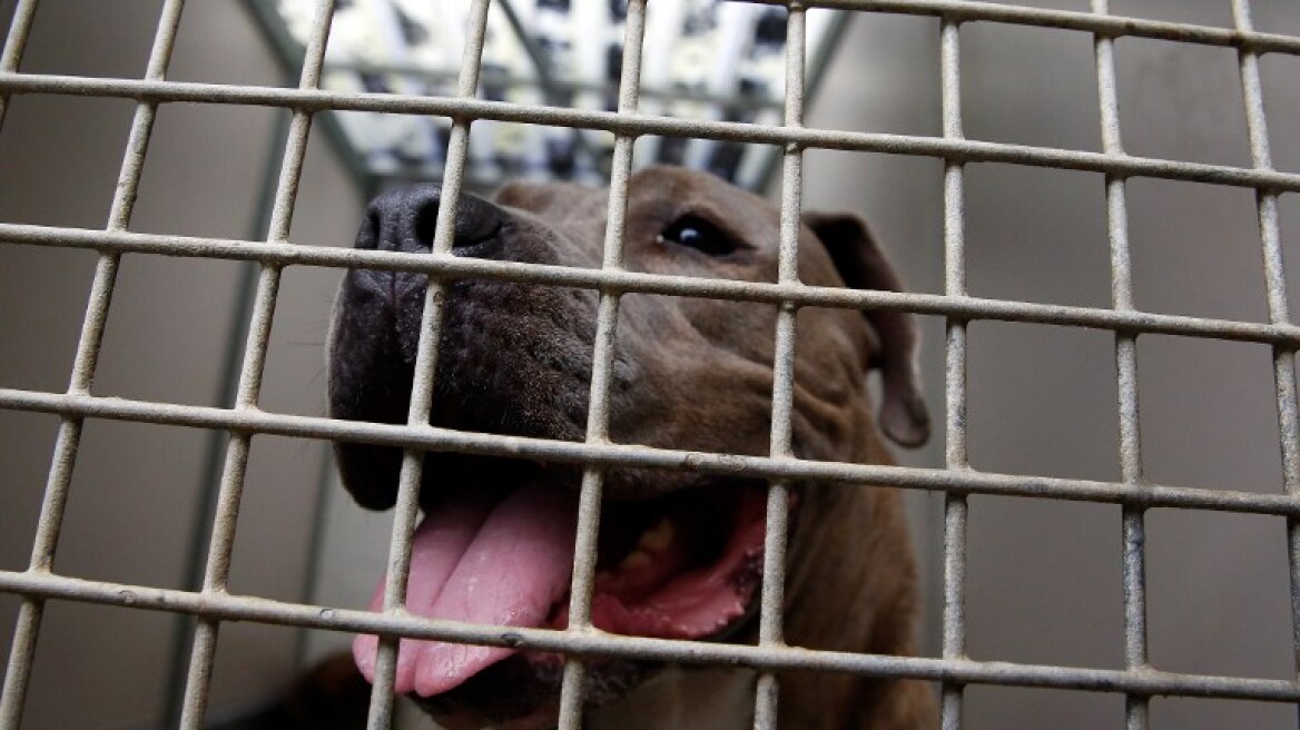 Φρικιαστικός θάνατος Κύπριου στο Λονδίνο: Τον δάγκωσε ο σκύλος του στον λαιμό