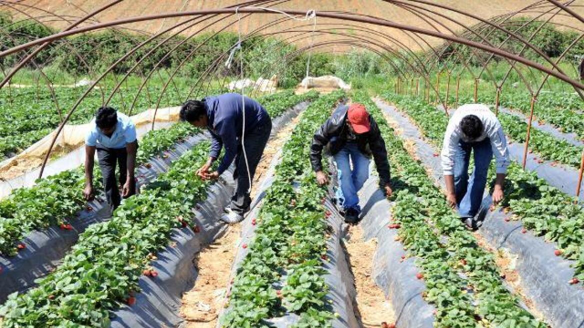 Απόφαση κόλαφος κατά της Ελλάδας για «καταναγκαστική εργασία στις φυτείες φράουλας στη Μανωλάδα»