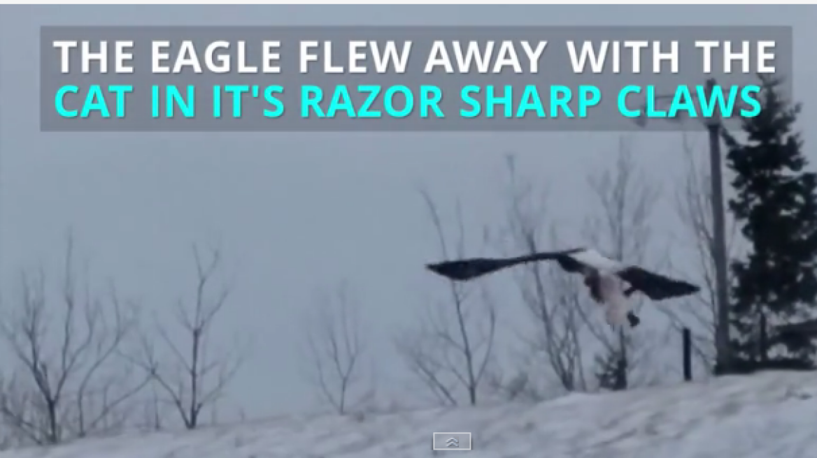 Watch Bald Eagle fly off with cat in its claws! (video)
