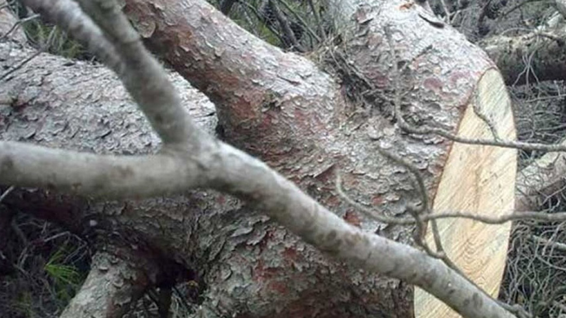 Τραγωδία στη Θράκη: 32χρονος καταπλακώθηκε από δέντρο