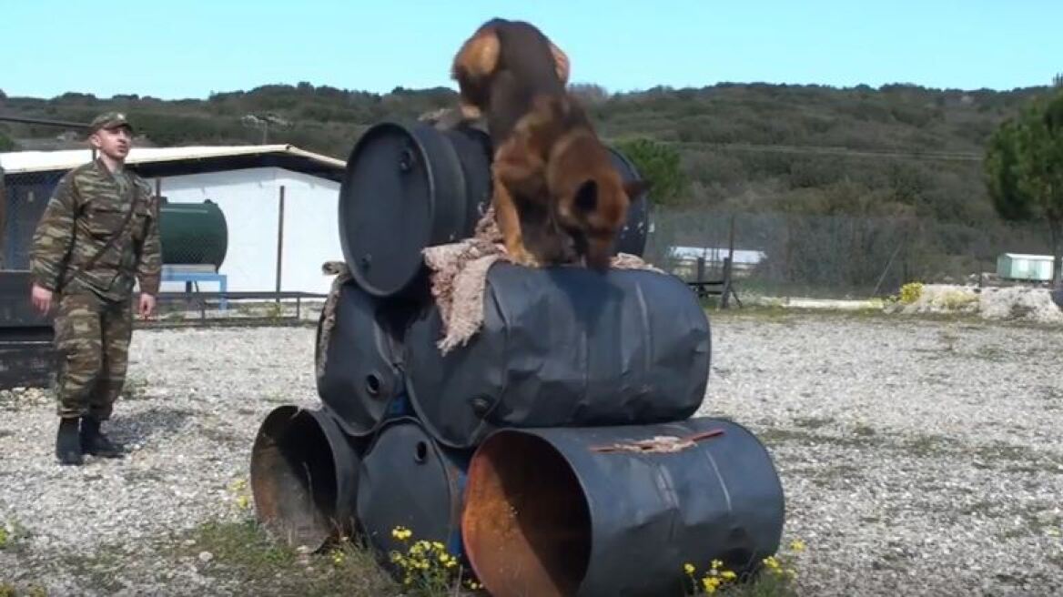 Βίντεο: Εντυπωσιακή εκπαίδευση σκύλων του στρατού