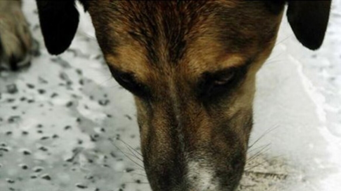 Κρήτη: Ενώπιον της δικαιοσύνης ο αστυνομικός που πυροβόλησε σκυλί