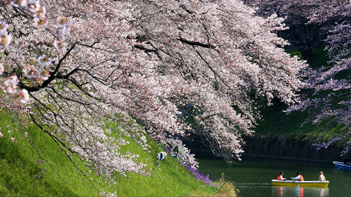 Φωτογραφίες: Οι κερασιές άνθισαν στο Τόκυο