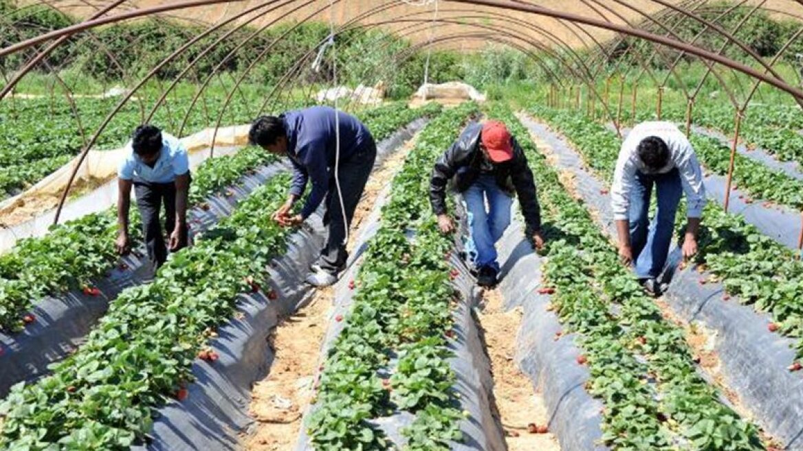 Υπόθεση Μανωλάδα: Άμεσες αλλαγές στην καταναγκαστική εργασία, ζητεί η Ένωση για τα Δικαιώματα του Ανθρώπου