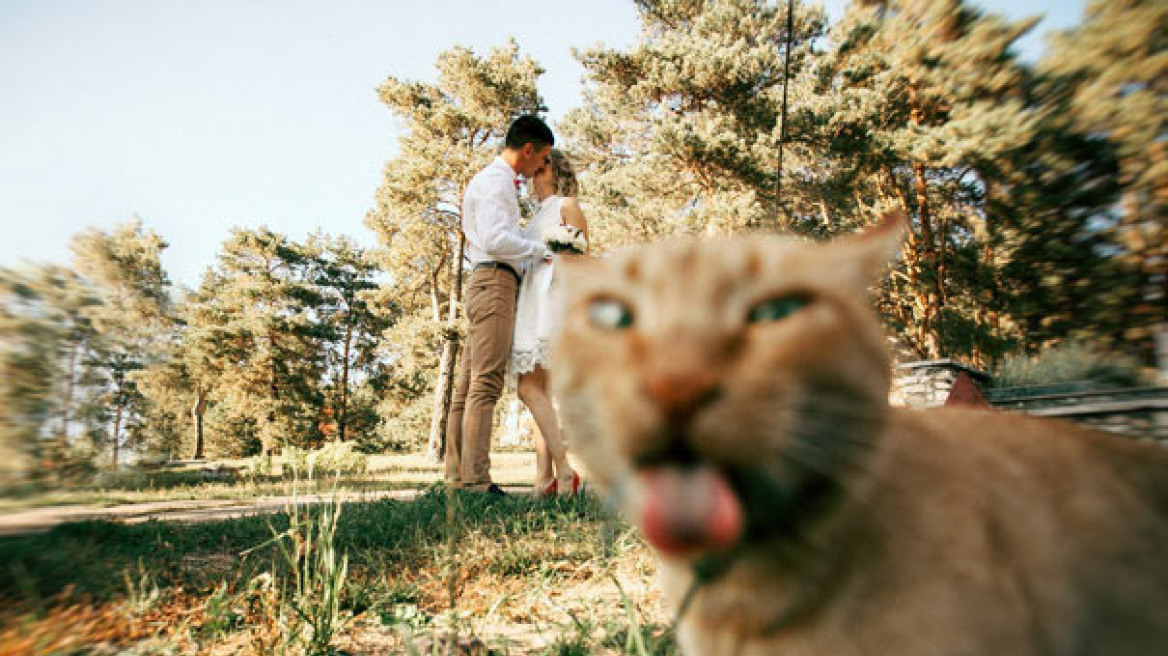 Όταν οι γάτες καταστρέφουν όμορφες στιγμές μέσα σε 10 ξεκαρδιστικές φωτογραφίες