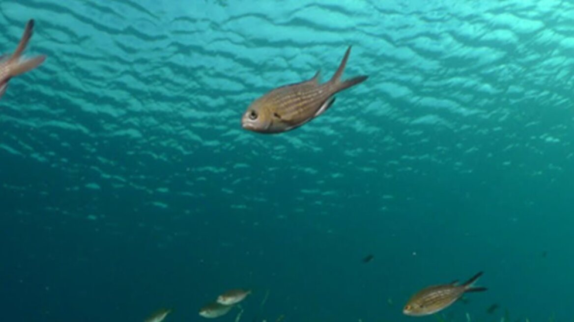 «Υπό πολιορκία» η Μεσόγειος: Χάνονται τα ψάρια της - Τι συμβαίνει με το Ιόνιο