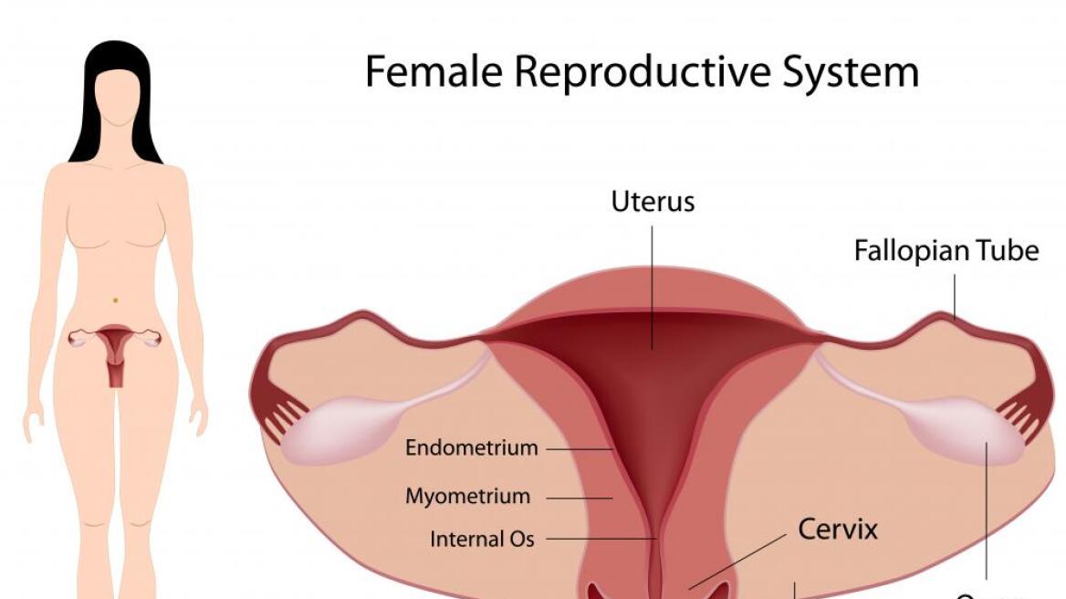 Επιστήμονες κατάφεραν να δημιουργήσουν γυναικείο ενδομήτριο στο εργαστήριο