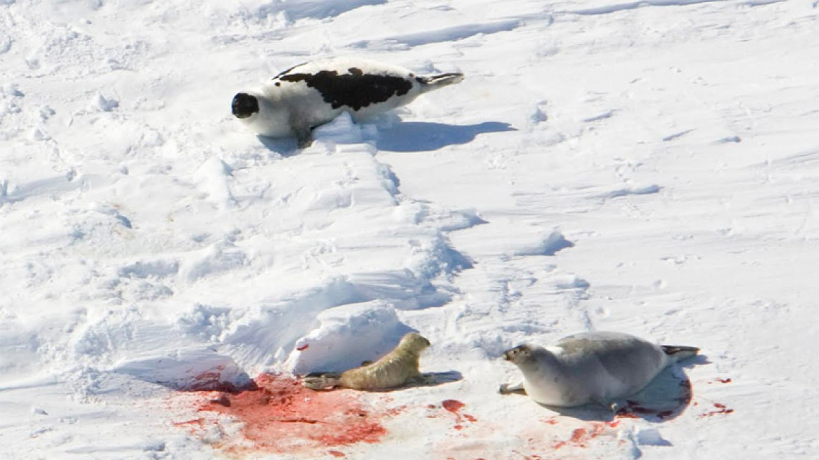 Ξεκίνησε η σφαγή της φώκιας στον Καναδά - Χιλιάδες νεογνά θα βρουν μαρτυρικό θάνατο