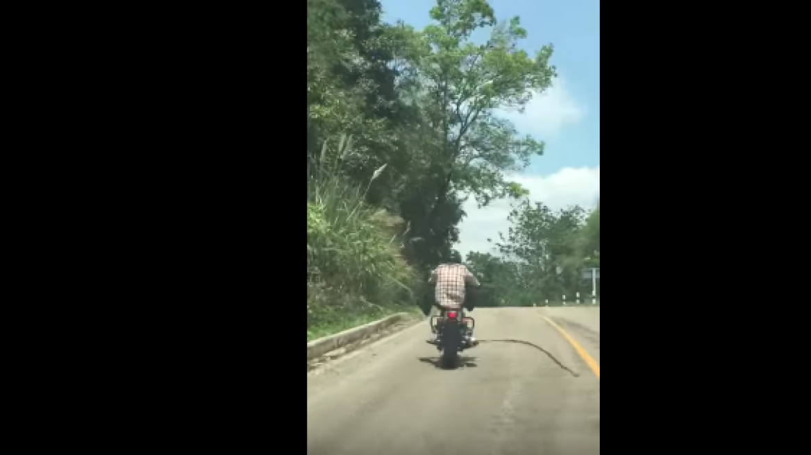 Snake attempts to “hitch” a ride on motorbike! (video)
