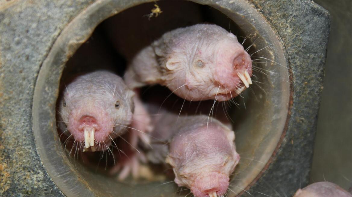 Naked mole-rats turn into plants when oxygen is low! (VIDEO)