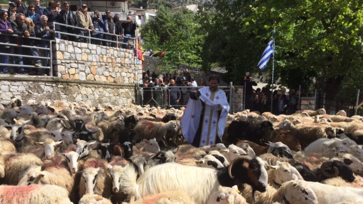 Κρήτη: Ευλόγησαν και φέτος τα πρόβατα στην Ασή Γωνιά 