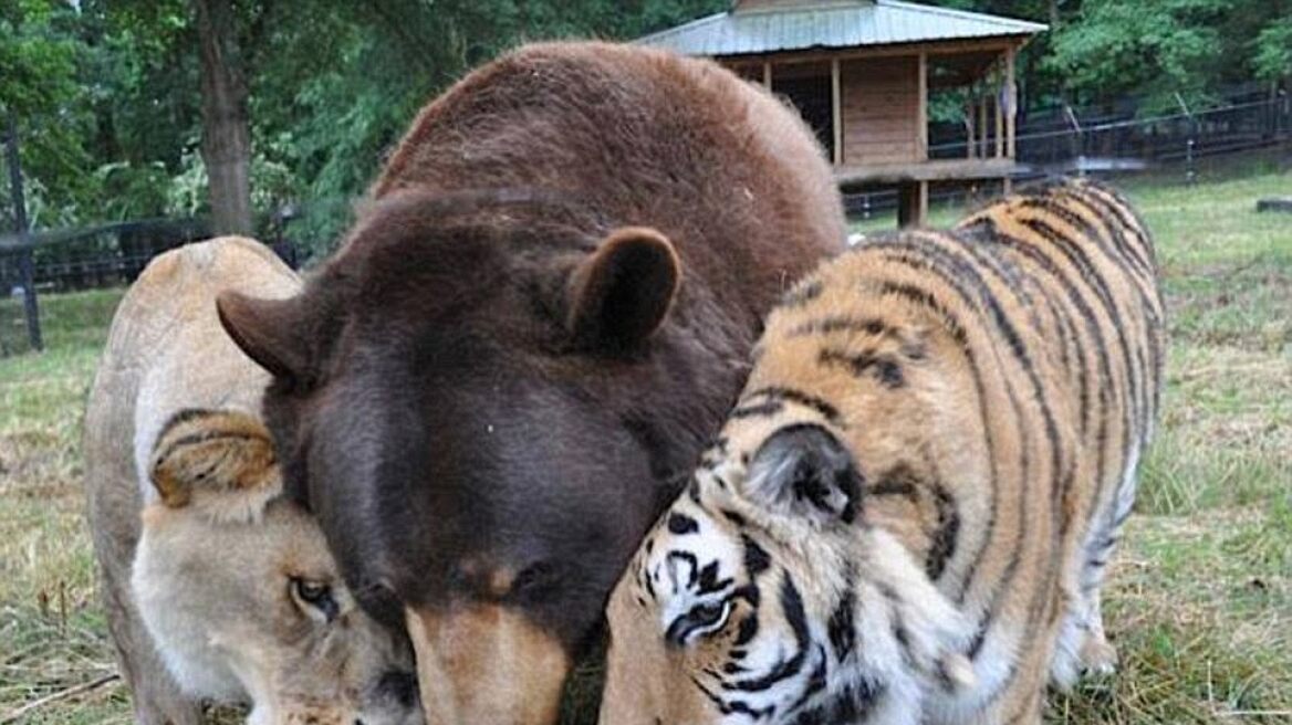 Unusual friendships: Animals you’d think cannot co-exist!