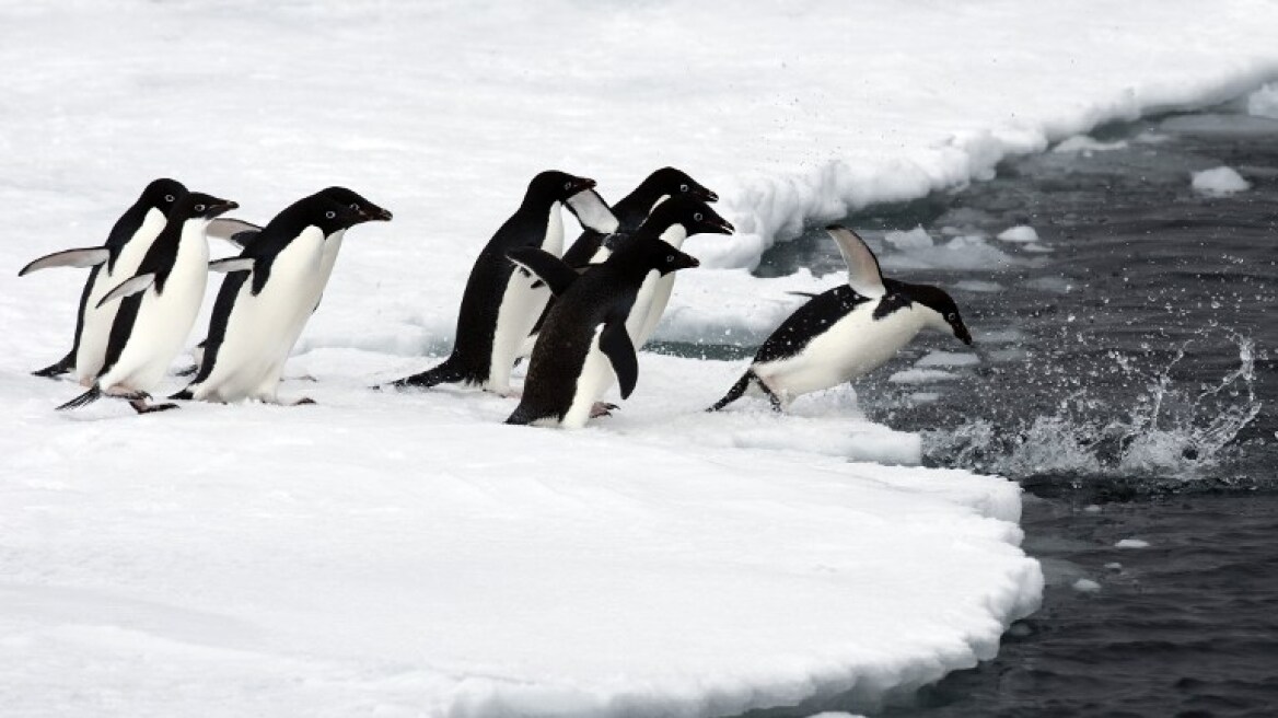 Ο πλανήτης εκπέμπει SOS: Εξαφανίζονται οι πιγκουίνοι από την Ανταρκτική