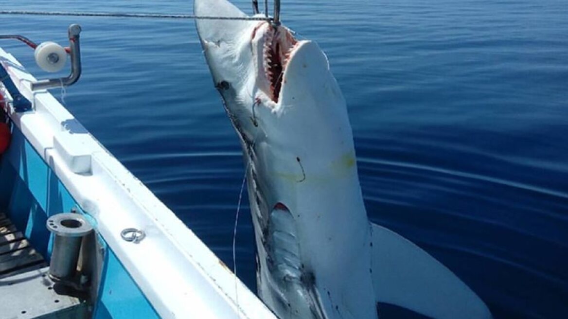 Skopelos fishermen catch 7m shark! (photo)