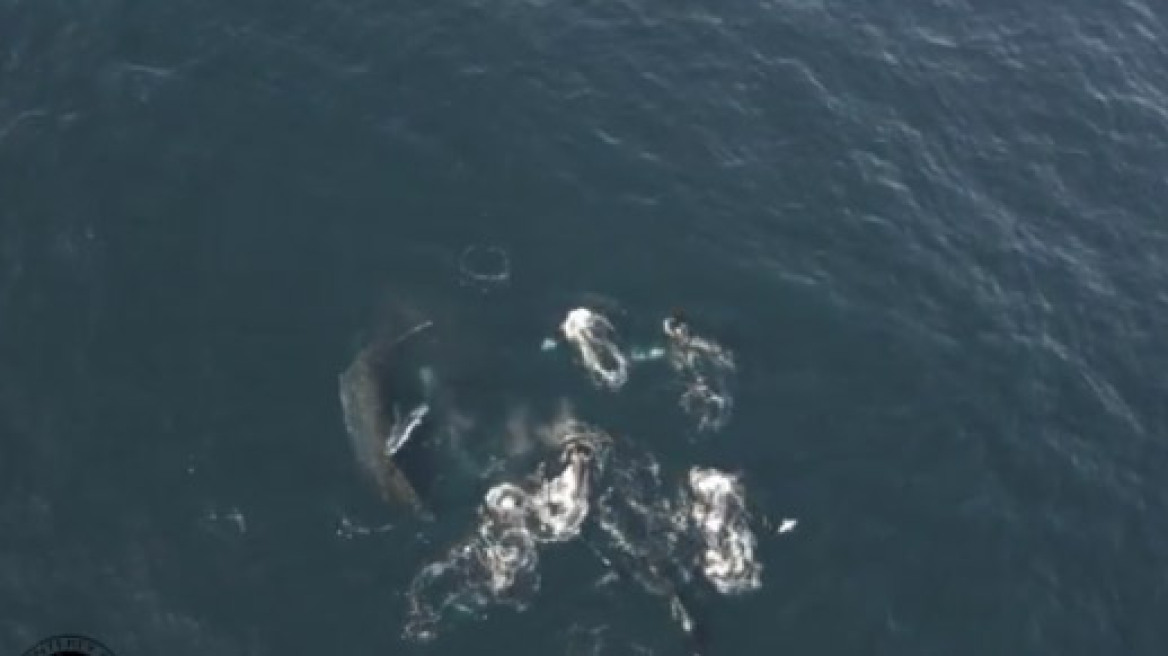 Video: Όρκες εναντίον γκρι φαλαινών στον κόλπο Monterey της Καλιφόρνιας  