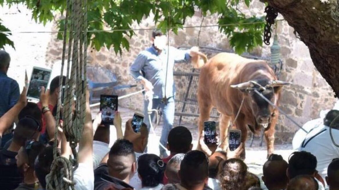 Λέσβος: Οργισμένες αντιδράσεις για βάρβαρο έθιμο δημόσιας σφαγής ταύρου