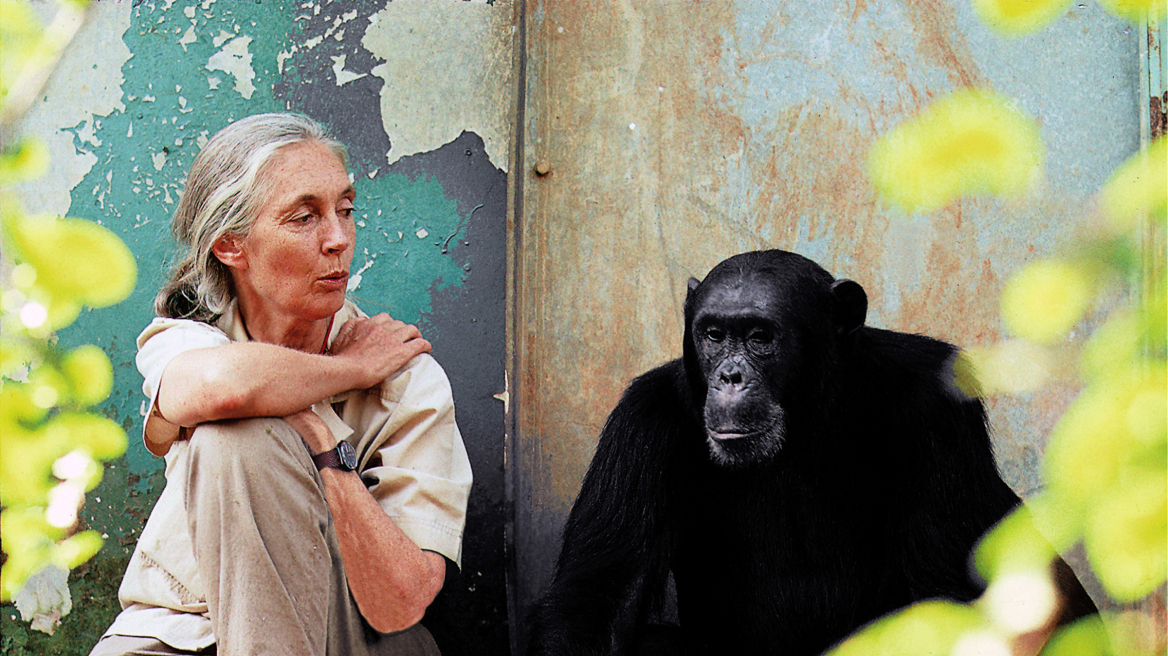 Έρευνα: Οι χιμπατζήδες είναι το ίδιο άπληστοι με τους ανθρώπους 