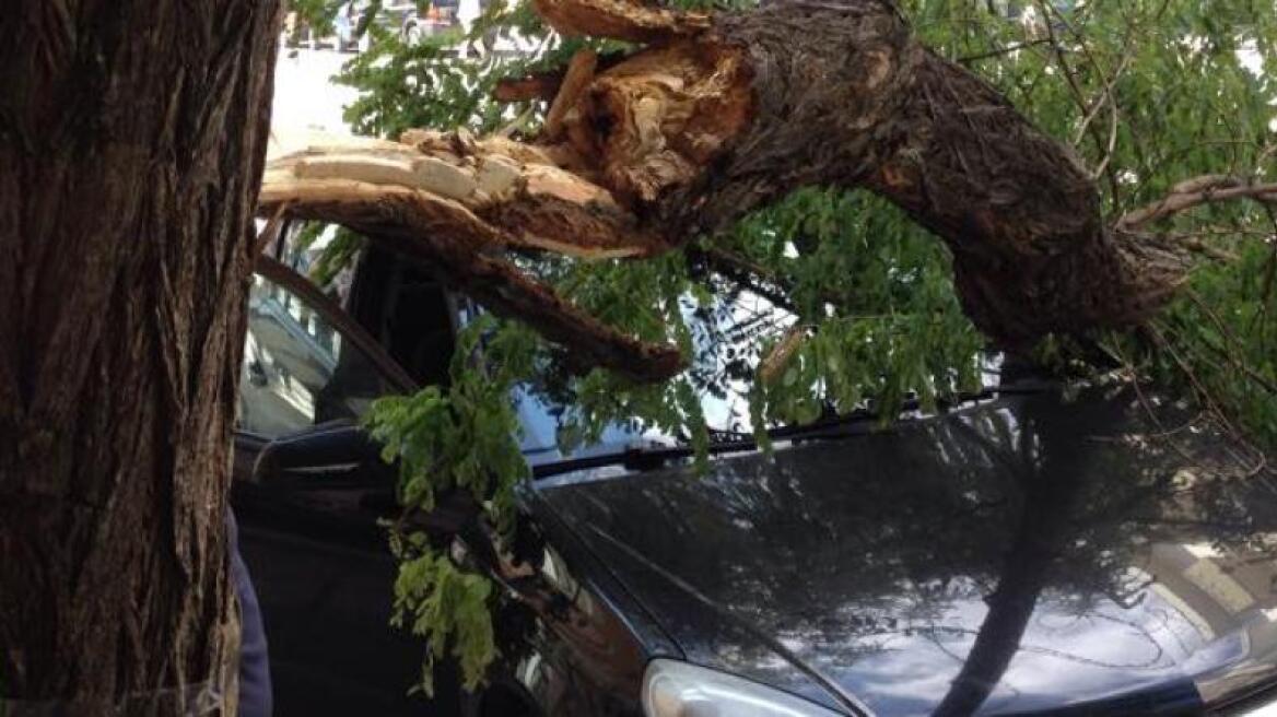 Κρήτη: Δέντρο καταπλάκωσε αυτοκίνητο - Από θαύμα σώθηκε το ζευγάρι