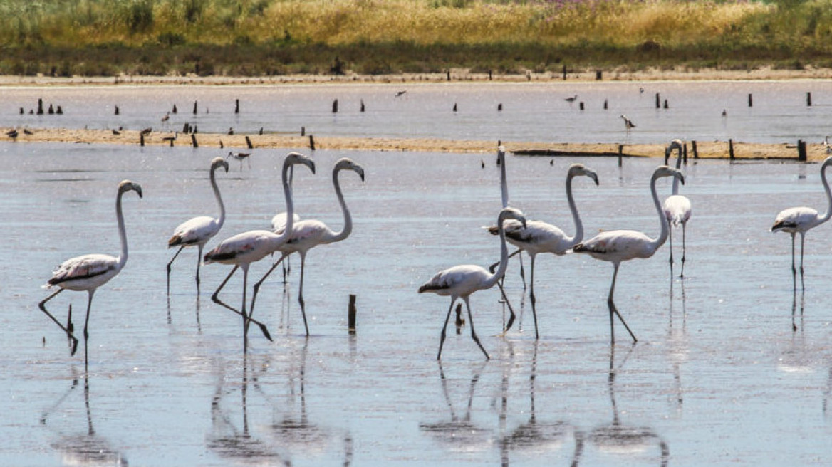 Αλυκές Λεχαινών: Φωτογραφίζοντας τα Flamingos 