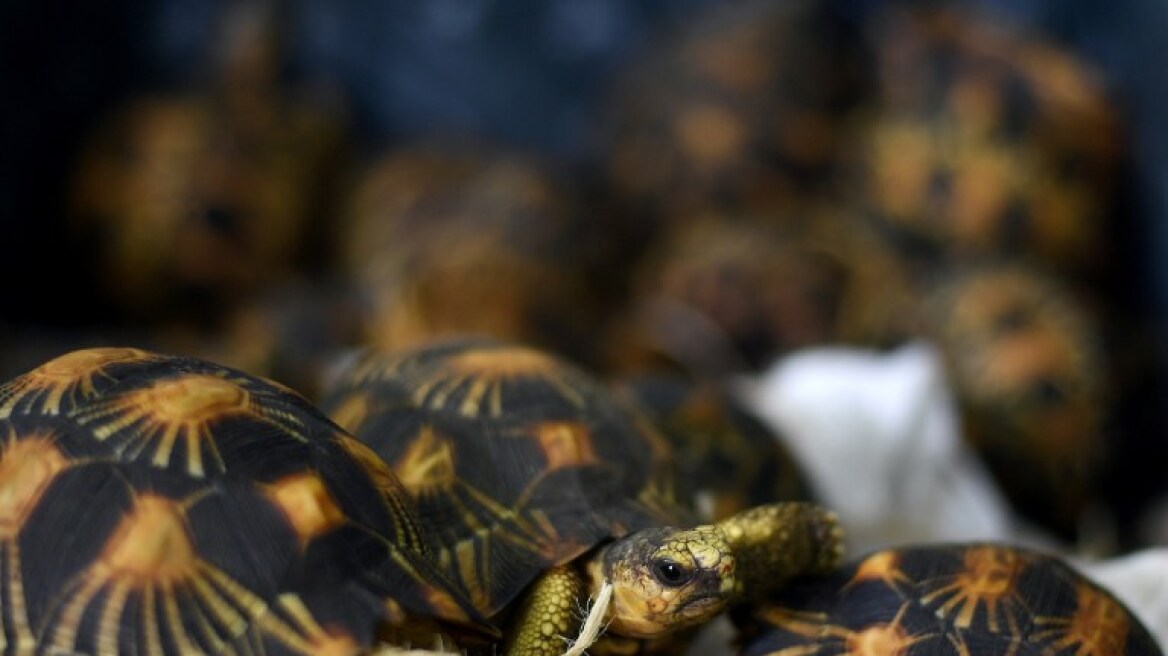 Μαλαισία: Προσπάθησαν να περάσουν λαθραία σπάνιες χελώνες, αξίας 277.000 δολαρίων