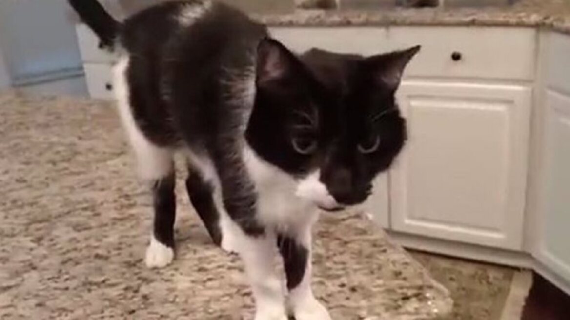 The baritone cat! (hilarious video)