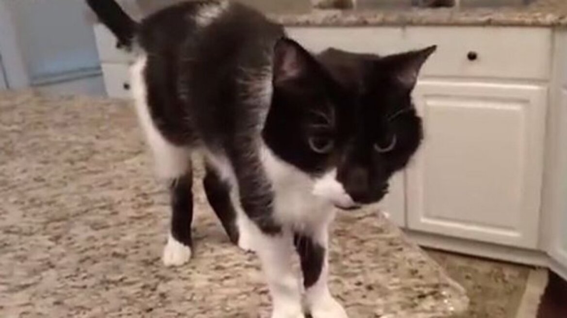 Βίντεο: Ακούστε τον βαρύτονο γάτο που έχει τρελάνει το Ίντερνετ