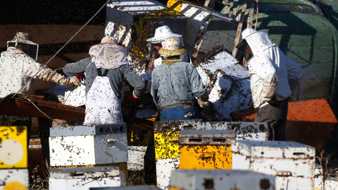 Φωτογραφίες: Χιλιάδες μέλισσες... δραπέτευσαν έπειτα από τροχαίο στην Αργολίδα