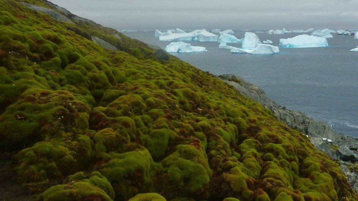 Antarctica is turning green, as Climate Change pushes it back in geologic time