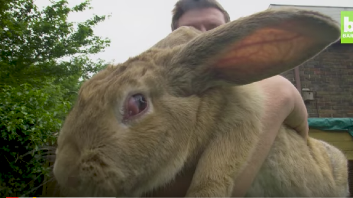 Set to become the largest bunny in the world! (video)