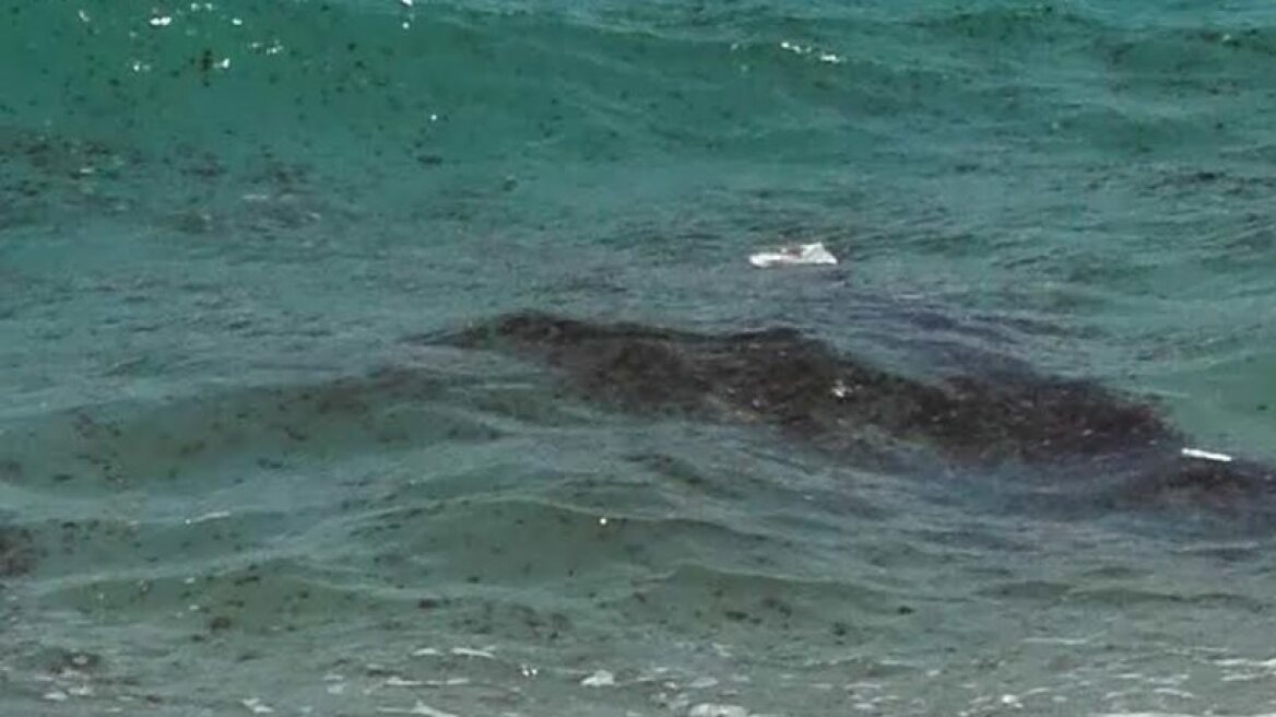 Thousands of jellyfish invade Loutraki beach (photos)