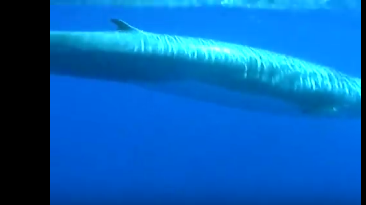 Beware! Giant fin whale approaches Syros port! (photo)