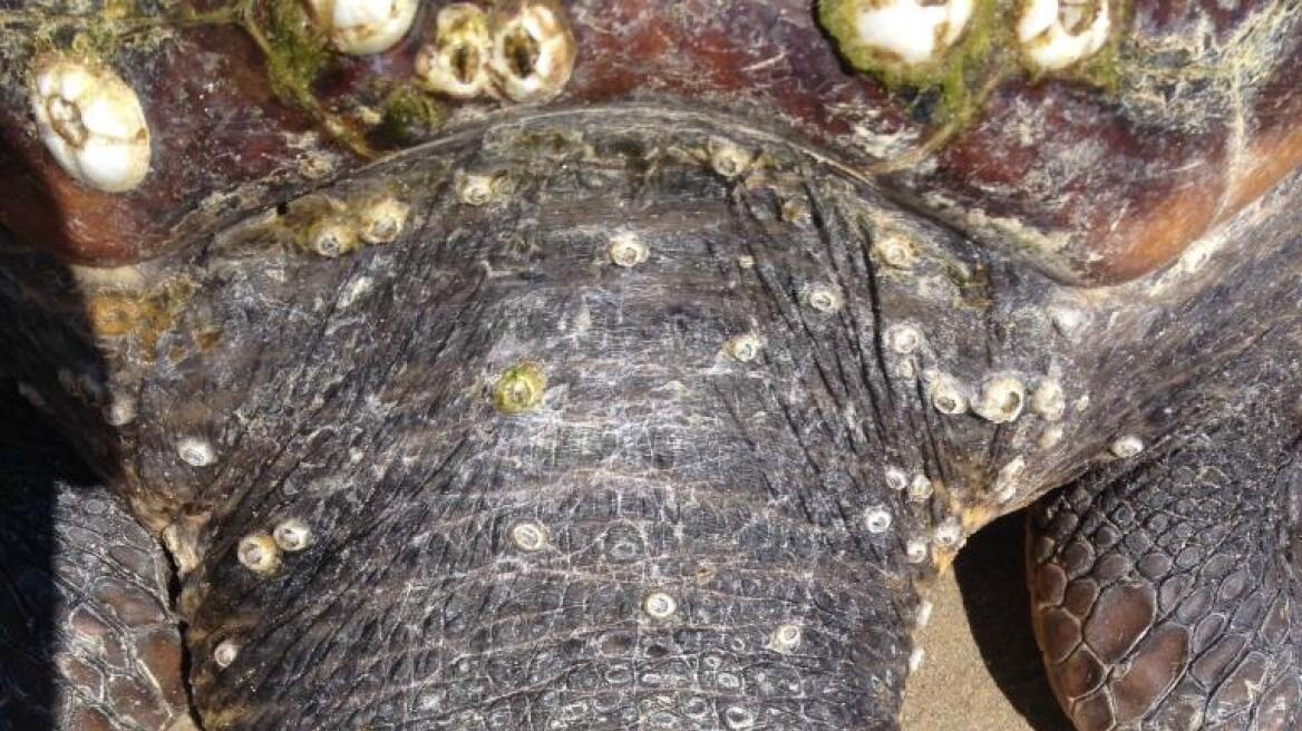 Νεκρή θαλάσσια χελώνα Caretta-caretta στη Ζάκυνθο