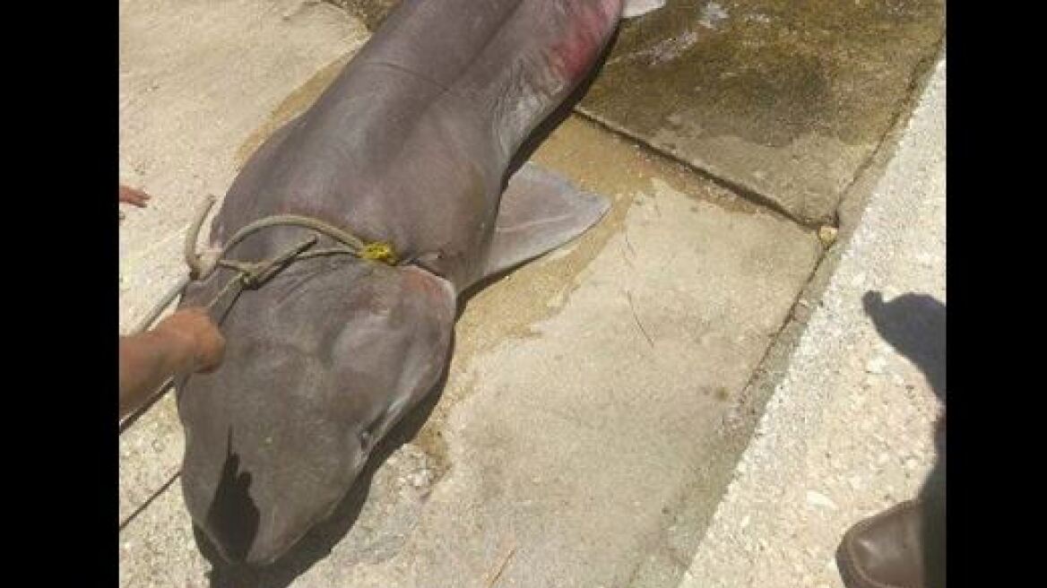 Έπιασαν καρχαρία - «σαπουνά» μήκους τριών μέτρων στην Ιθάκη
