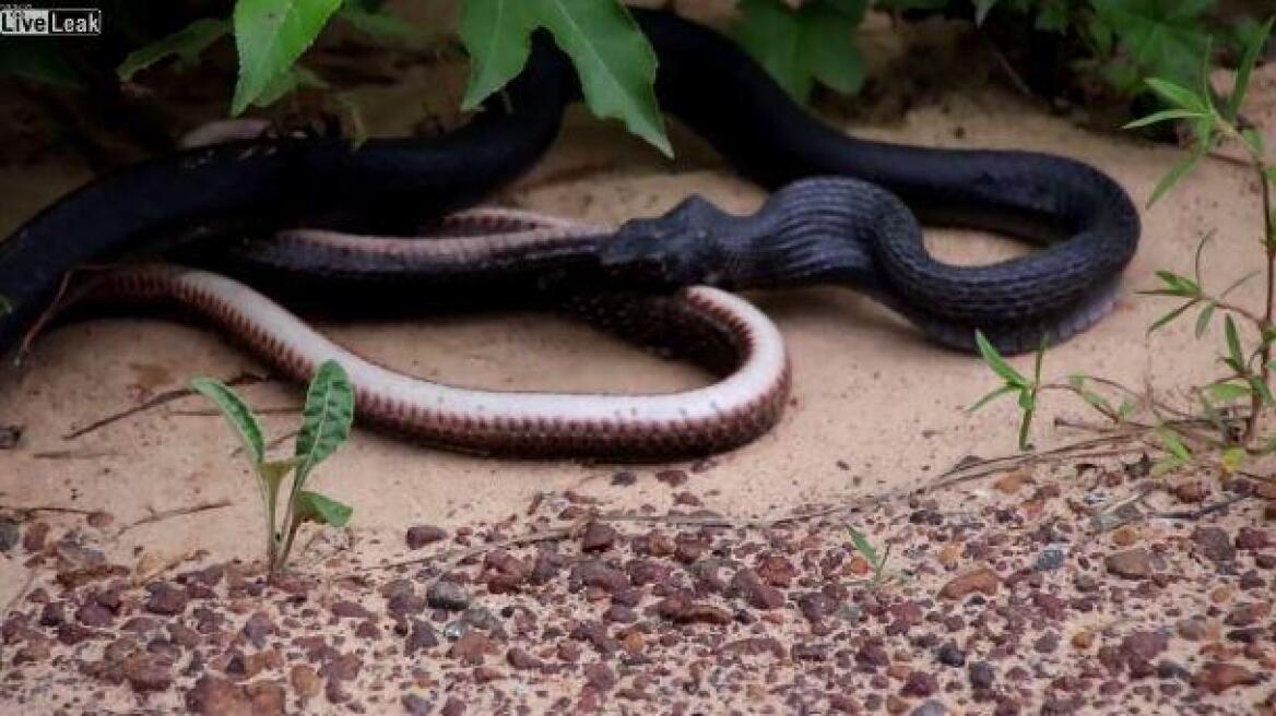 Βίντεο: Εικόνες φρίκης - Φίδι δραπετεύει μέσα από το στομάχι άλλου φιδιού