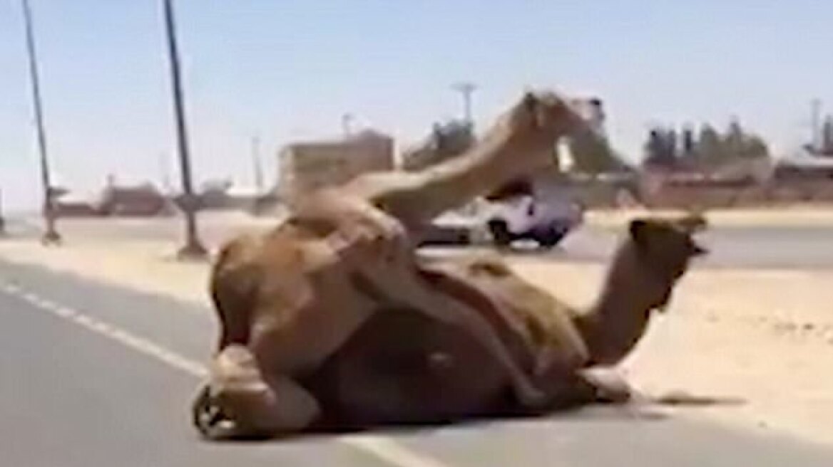 Βίντεο: Καμήλες συνουσιάζονται στη μέση του δρόμου και προκαλούν χάος!