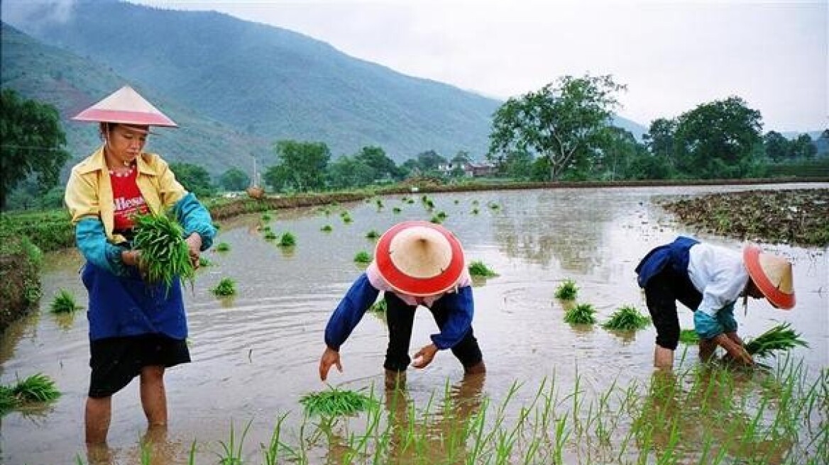 Κίνα: Βρέθηκαν φυτόλιθοι ριζιού ηλικία 9.400 ετών
