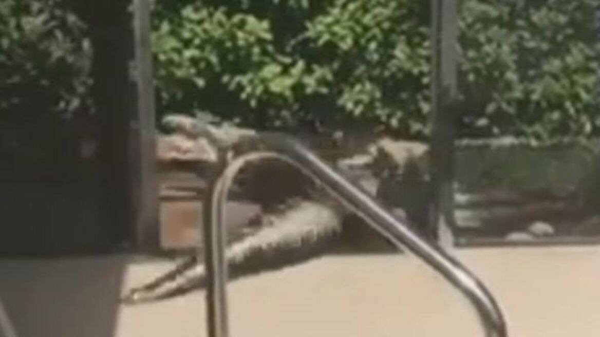 Βίντεο: Αλιγάτορας πήγε για... κολύμπι σε πισίνα στη Φλόριντα