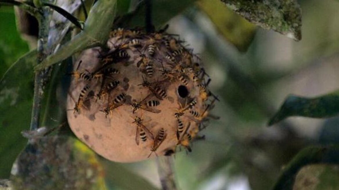 Really?!! Women warned against placing wasp nests in vaginas!!
