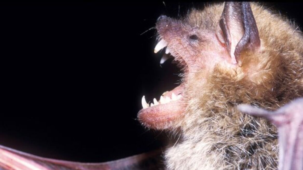 Αμαζόνιος: Νυχτερίδες - βαμπίρ άρχισαν να «τρώνε» ανθρώπους 