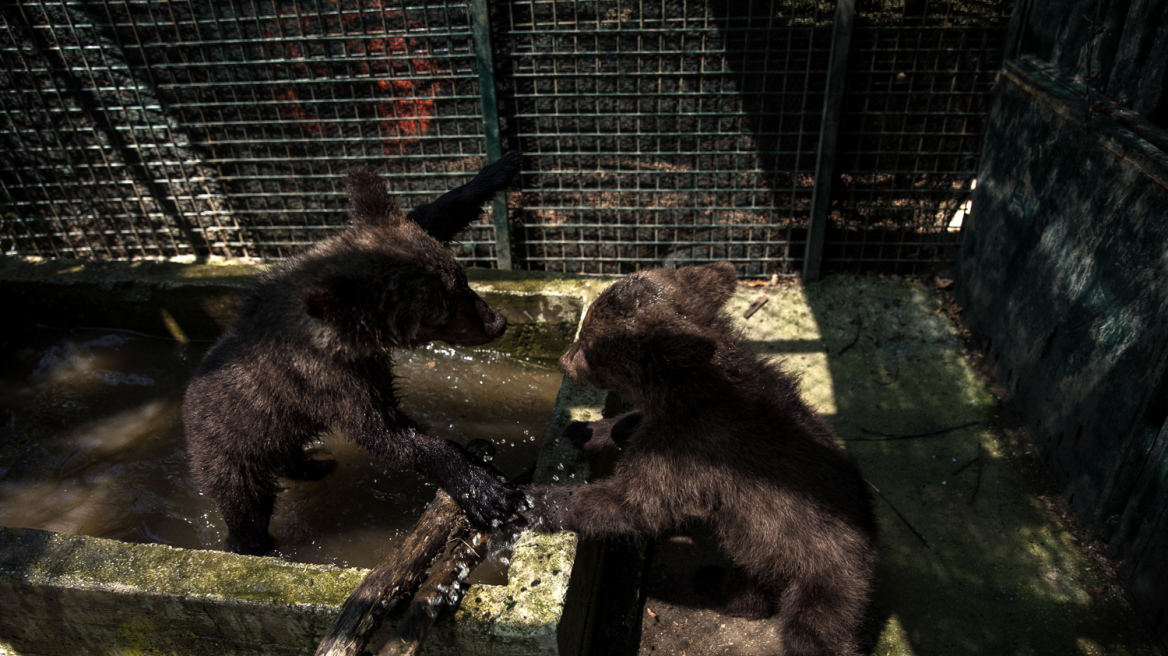 Φωτογραφίες και βίντεο: Δύο ορφανά αρκουδάκια από το Μαυροβούνιο υιοθέτησε ο «Αρκτούρος»	